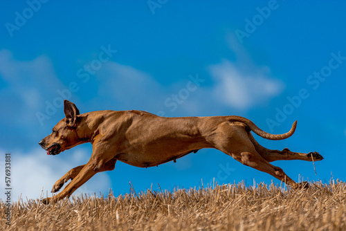 Rhodesian Ridgeback dog jumping in the field