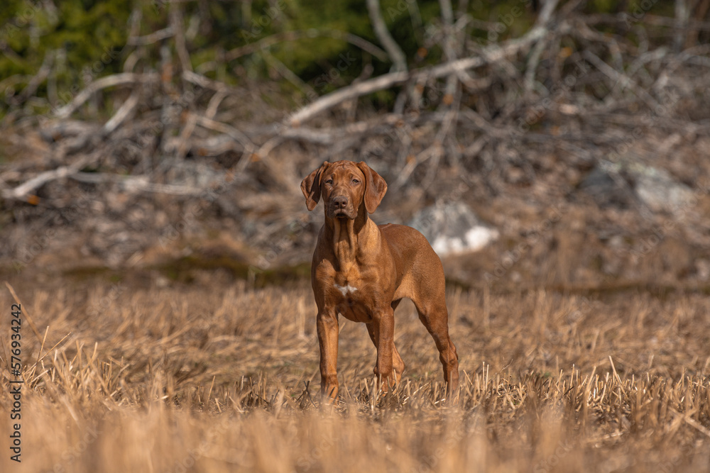 Liver nose Rhodesian Ridgeback dog in the forest Liver nose Rhodesian Ridgeback dog in the forest