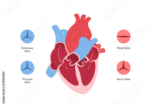 Heart anatomy infographic chart. Vector color flat illustration. Inner organ cross section with blood cerculation and valve anatomical diagram. Design for healthcare, cardiology, education.