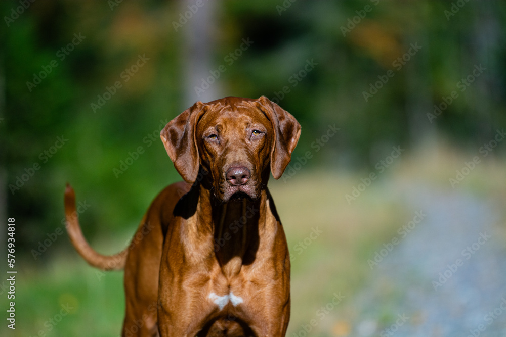 a portrait of a young cute brown rhodesian ridgeback dog standing in a park on a green background