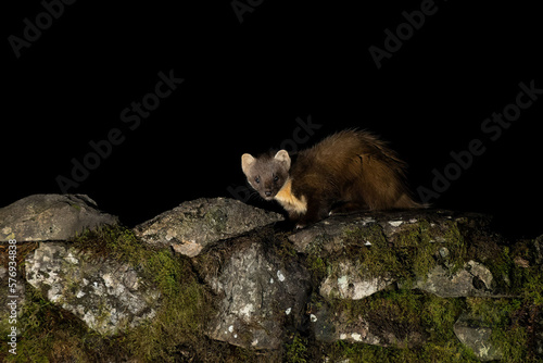 A close up image of a pine marten, Martes martes as it sits on top of a dry stone wall. Taken at night, it is facing the camera with a black background photo
