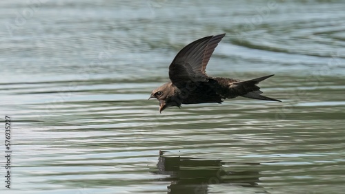 Swift in flight /Apodidae