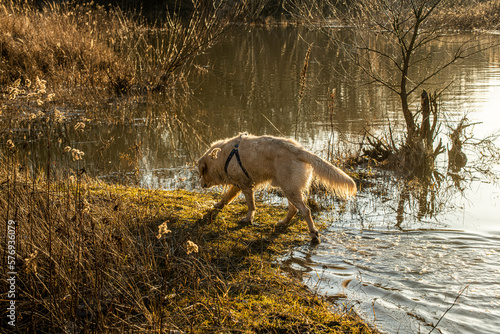 Fototapeta Naklejka Na Ścianę i Meble -  zwierzak, charakter, ssak, lew, cipa, dzika natura, 