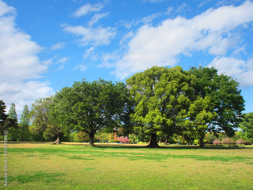 Fototapeta premium 公園の木と青空