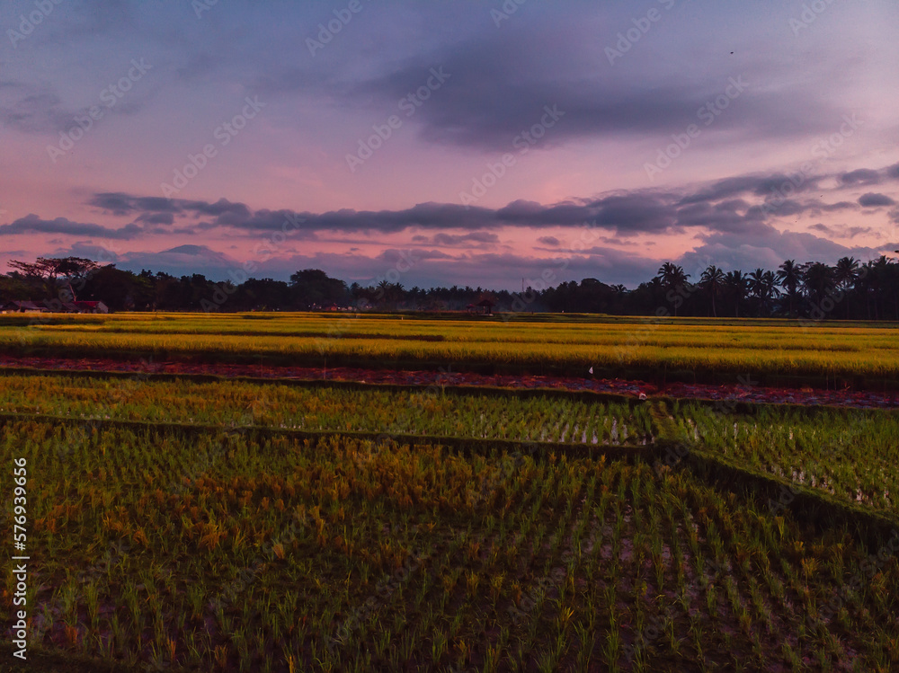 Rice field at Bali island with sunrise tones and beautiful sky
