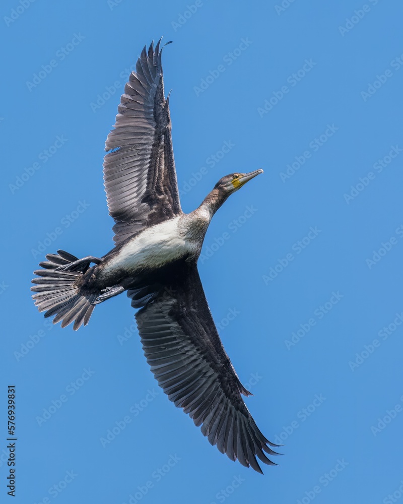 Obraz premium Cormorant /Phalacrocoracidae
