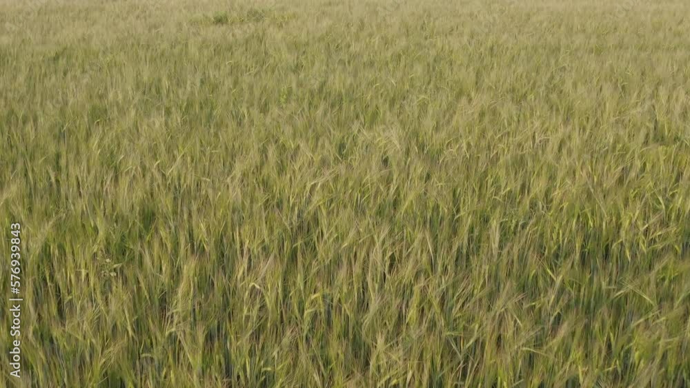 Wheat field, top view drone flying over grain lands, agricultural industry. Wheat field, top view drone flying over grain lands, agricultural industry.
