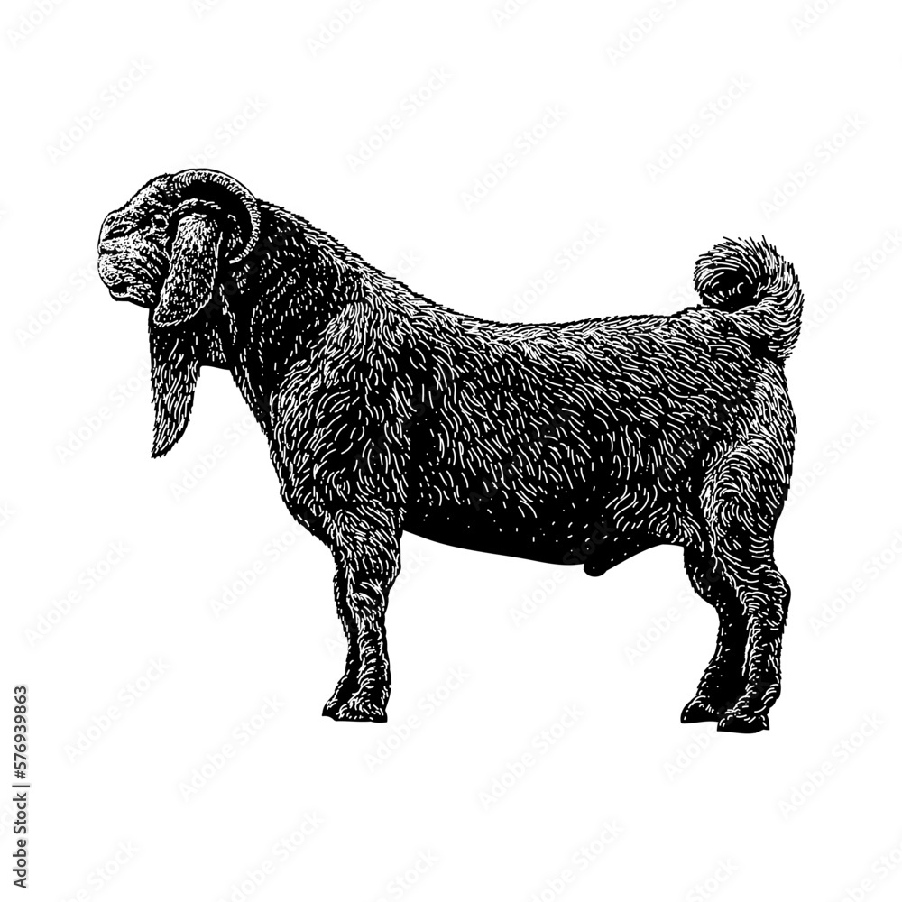 Savanna Goat hand drawing vector isolated on background. Savanna Goat hand drawing vector isolated on background.