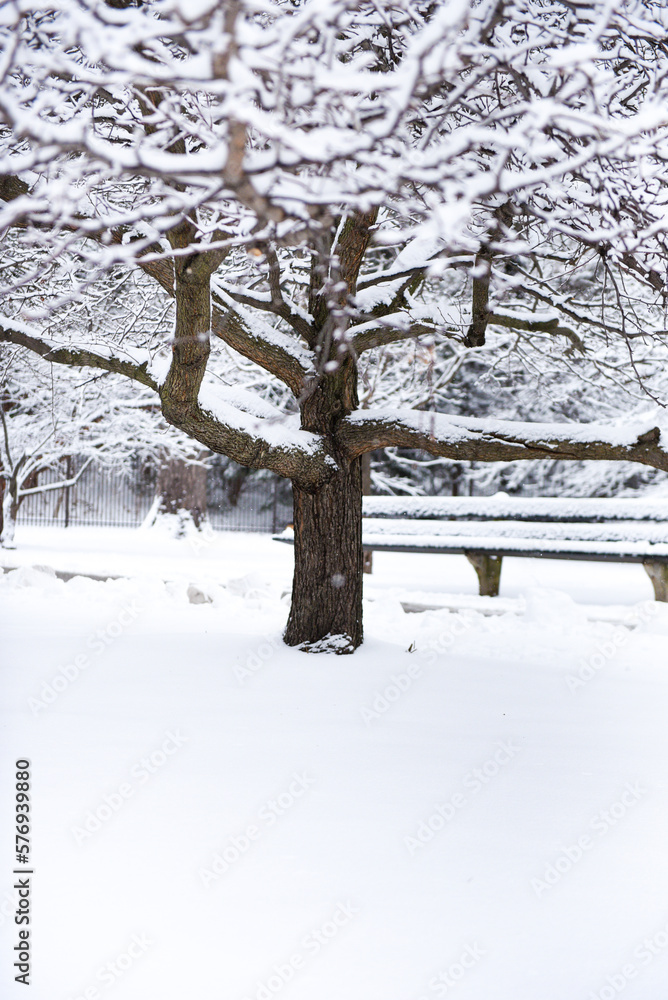 Frozen tree during winter season