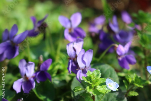 flowers on green grass