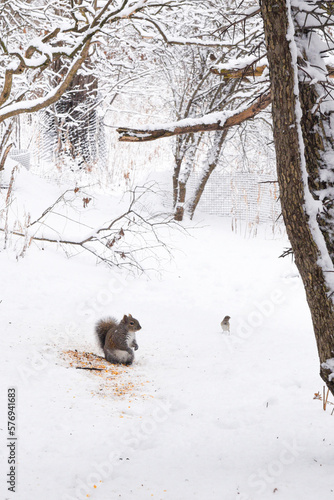 Squirrels eating nuts on snow.  © Chrakkrit