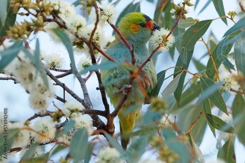 Foto Purple-crowned Lorikeet - Glossopsitta porphyrocephala also Porphyry-crowned or