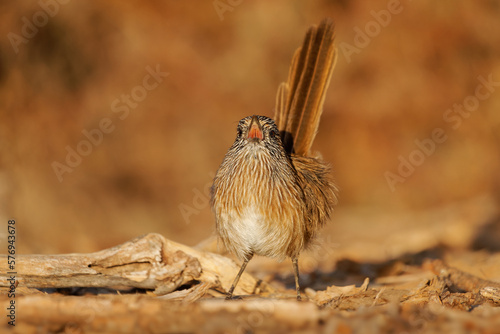 Western Grasswren - Amytornis textilis also Thick-billed grasswren or Textile wren, small australian endemic mainly terrestrial bird, brown plumage streaked with black and white and long tail photo