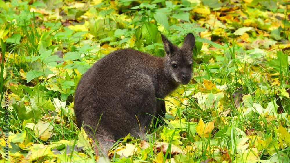 red-necked wallaby eats grass on yellow-green leaves red-necked wallaby eats grass on yellow-green leaves