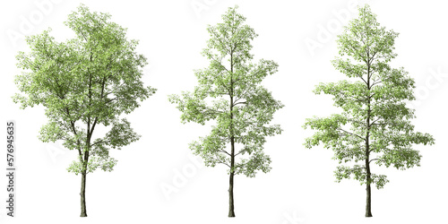 Tropics jungle trees shapes cut backgrounds 3d rendering png