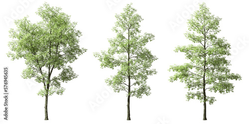Fototapeta Naklejka Na Ścianę i Meble -  Tropics jungle trees shapes cut backgrounds 3d rendering png