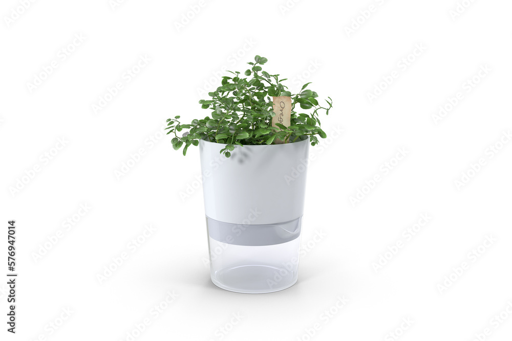 Fototapeta premium herbs in a glass