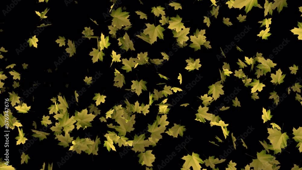 Leaves falling animation in 4k Ultra HD, Transparent animation with leaves, Leaves animation for background video Leaves falling animation in 4k Ultra HD, Transparent animation with leaves, Leaves animation for background video
