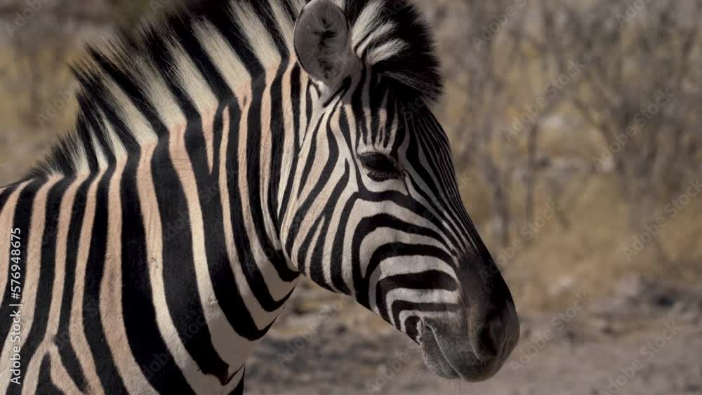 Herd of zebras walking in the Etosha National Park in Namibia in Africa. Herd of zebras walking in the Etosha National Park in Namibia in Africa.