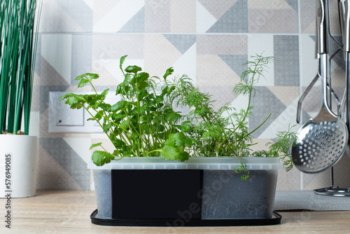 parsley and dill growing in a pot. grow seedlings at home. garden in the apartment