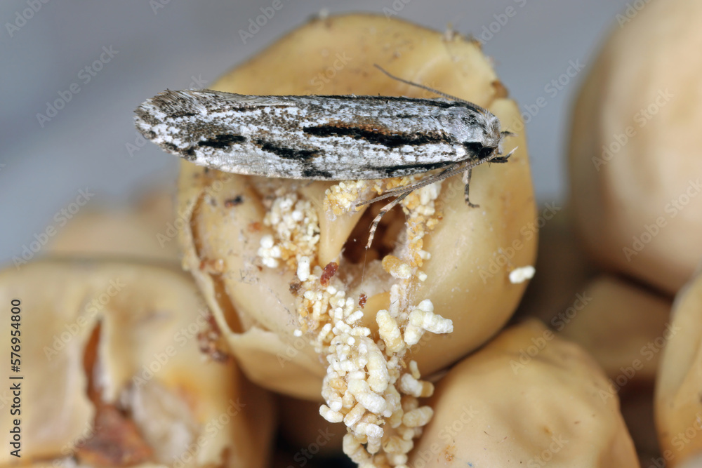 Archinemapogon yildizae, moth of the family Tineidae known as fungus moths or tineid moths. The larvae feed on bracket fungus, either Fomes or Piptorus which grows on birch (Betula). Archinemapogon yildizae, moth of the family Tineidae known as fungus moths or tineid moths. The larvae feed on bracket fungus, either Fomes or Piptorus which grows on birch (Betula).