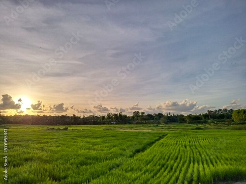 Ricefield on Indonesia