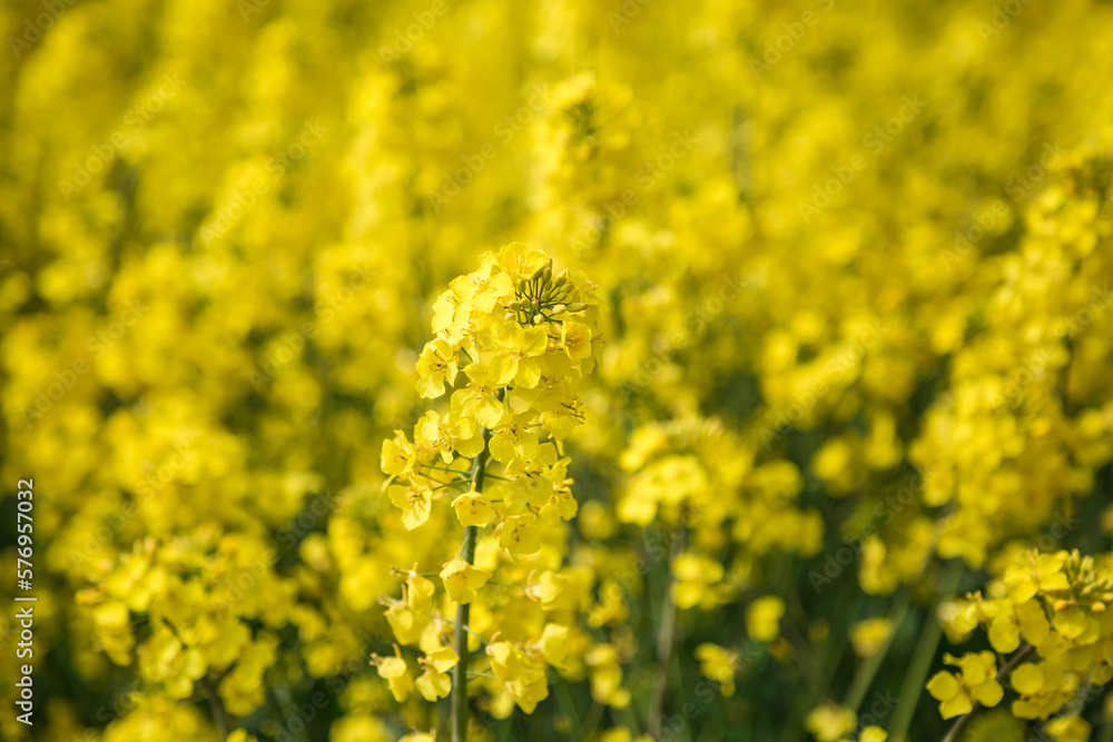 Makro Aufnahme einer Rapsblüte mit verschwommenen, gelben Hintergrund Makro Aufnahme einer Rapsblüte mit verschwommenen, gelben Hintergrund