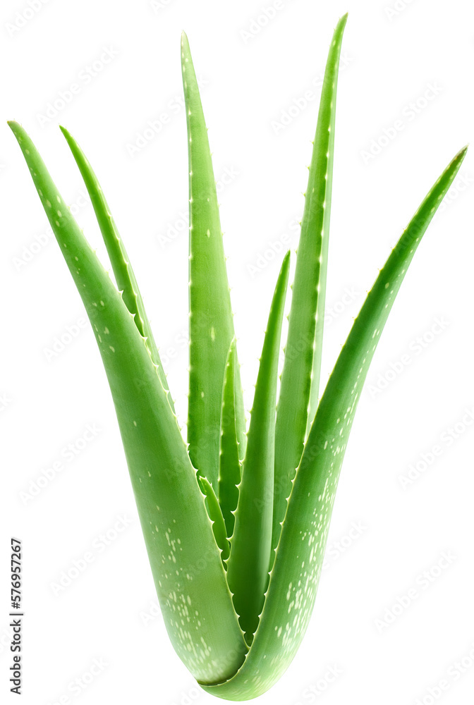 Obraz premium Whole aloe vera plant 