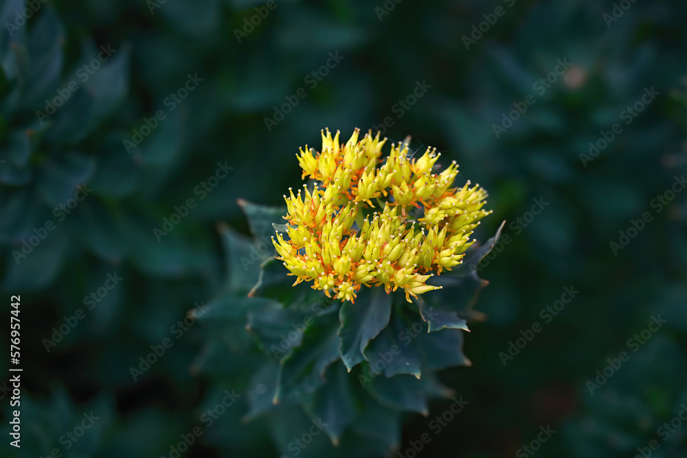 Rhodiola rosea blooming yellow flower and green stems close-up. Flower sprouts in spring. Golden Root, Rose Root or Roseroot plant. Medicinal plant Rhodiola rosea, green background.