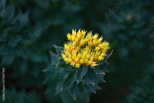 Obraz na płótnie Rhodiola rosea blooming yellow flower and green stems close-up. Flower sprouts in spring. Golden Root, Rose Root or Roseroot plant. Medicinal plant Rhodiola rosea, green background. w salonie