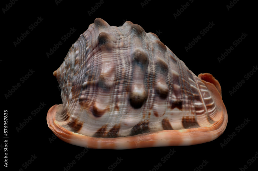 Cypraecassis rufa is a species of large sea snail, a marine gastropod mollusk in the family Tonnidae. Isolated in black background. Cypraecassis rufa is a species of large sea snail, a marine gastropod mollusk in the family Tonnidae. Isolated in black background.