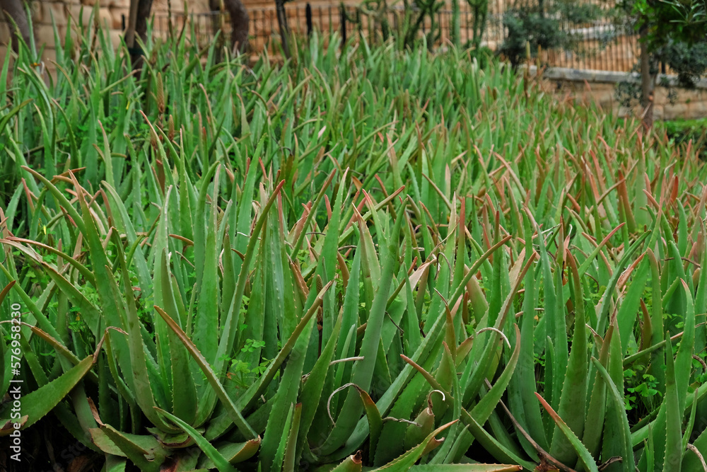 Fototapeta premium Plantation of medicinal Aloe Vera plants growing in farm. Aloe vera is useful plant for skin and hair care, used in cosmetics and alternative medicine
