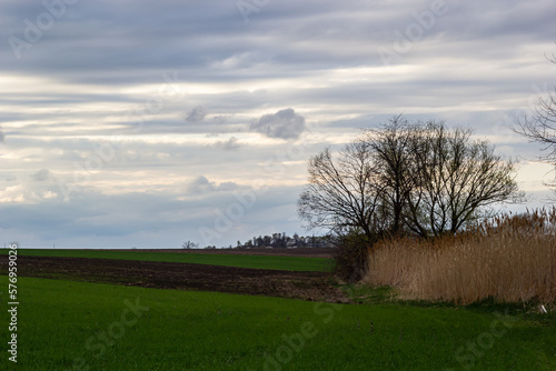 View of a spring plowed field, a tree, and a beautiful sky with clouds © Oleh Marchak