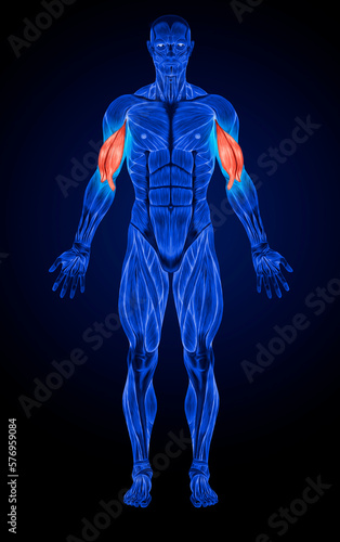Biceps Muscles Anatomy muscles X-ray 