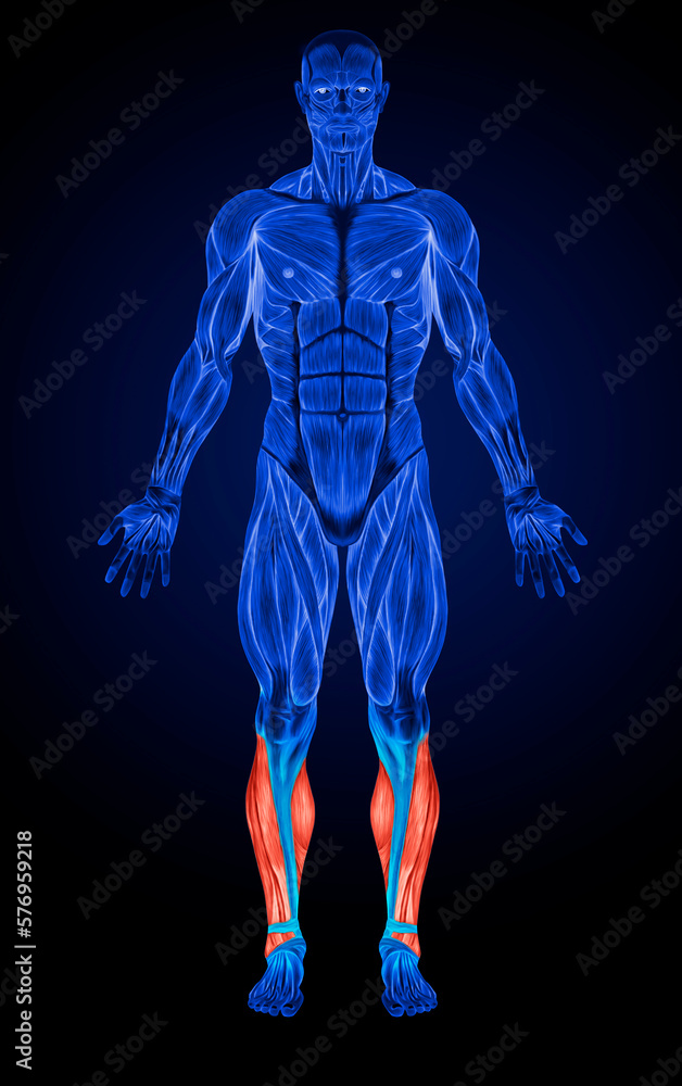 Calf Muscles Anatomy Muscles Xray Stock Illustration Adobe Stock