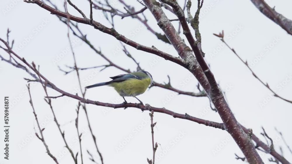 Lone Great Tit Bird Sitting On Small Twigs At Daytime. Close Up Lone Great Tit Bird Sitting On Small Twigs At Daytime. Close Up