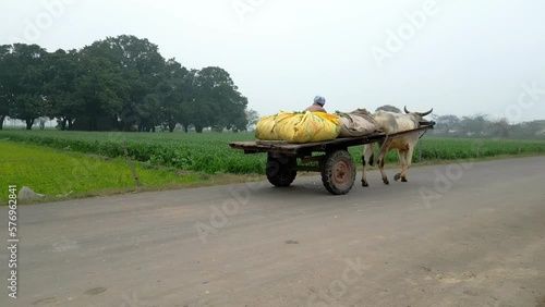 bullock cart moving front from back wide view photo