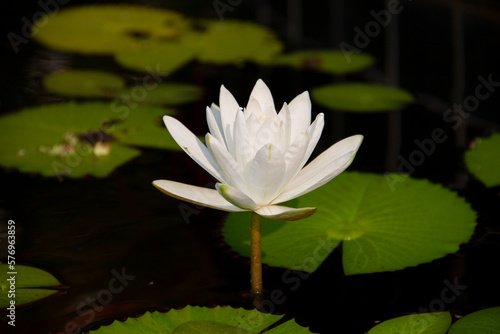 White lotus flower or water lily  in the pond.