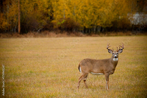 A large whitetail buck stairs down the camera in a grassy field.