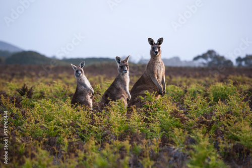 Three alert kangaroos in Narawntapp National Park. photo