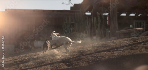 A dog runs after another. photo