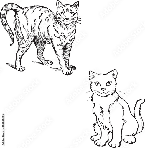 illustration of a cat