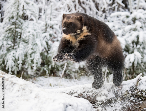 Side view of wolverine (Gulo gulo) jumping on snow, Haines, Alaska, USA photo