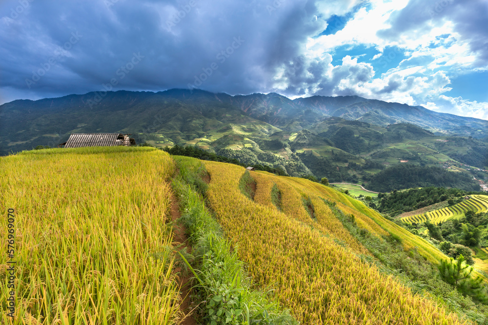 Obraz premium Paddy rice terraces with ripe yellow rice. Agricultural fields in countryside area of Mu Cang Chai, Yen Bai, mountain hills valley in Asia, Vietnam. Nature landscape background