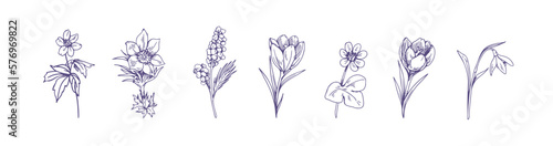Fotografie, Obraz Outlined contoured flowers set, vintage botanical drawings