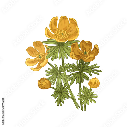 Blossomed Eranthis flowers, floral drawing in retro style. Winter aconite, blooming plant, wildflowers with leaves. Realistic botanical vintage vector illustration isolated on white background