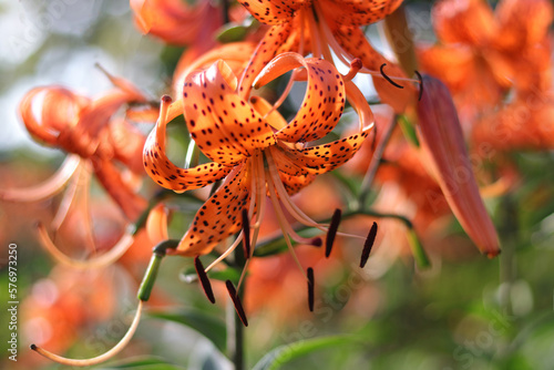 Tiger Lily flower. Lilium lancifolium. Orange blossoms with black dots. Tiger lilies in a garden. Wallpaper or background. Beautiful orange Tiger Lily. Lilium Tigrinum on a blurred background