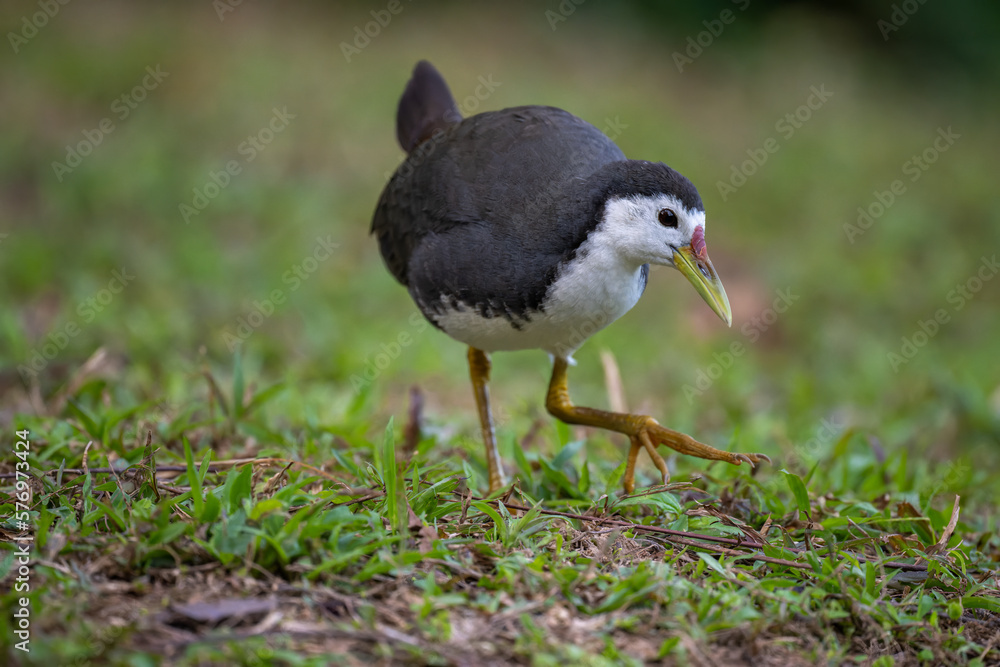 portrait for a White-breasted Waterhen portrait for a White-breasted Waterhen