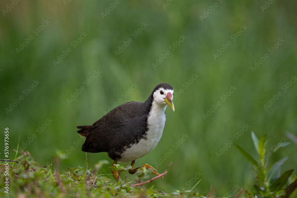 portrait for a White-breasted Waterhen portrait for a White-breasted Waterhen