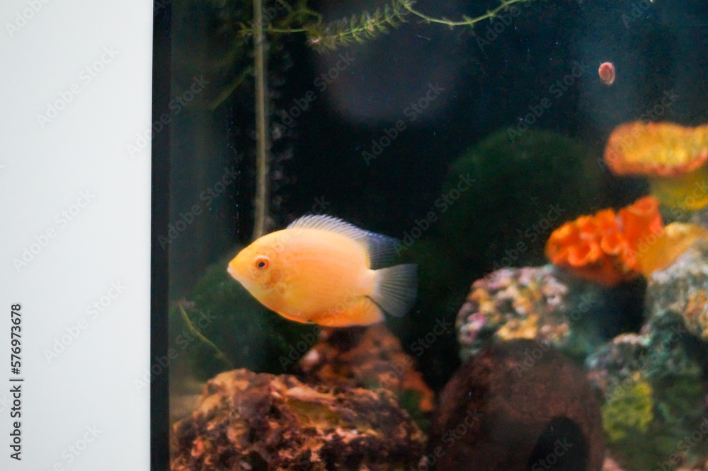 goldfish in aquarium